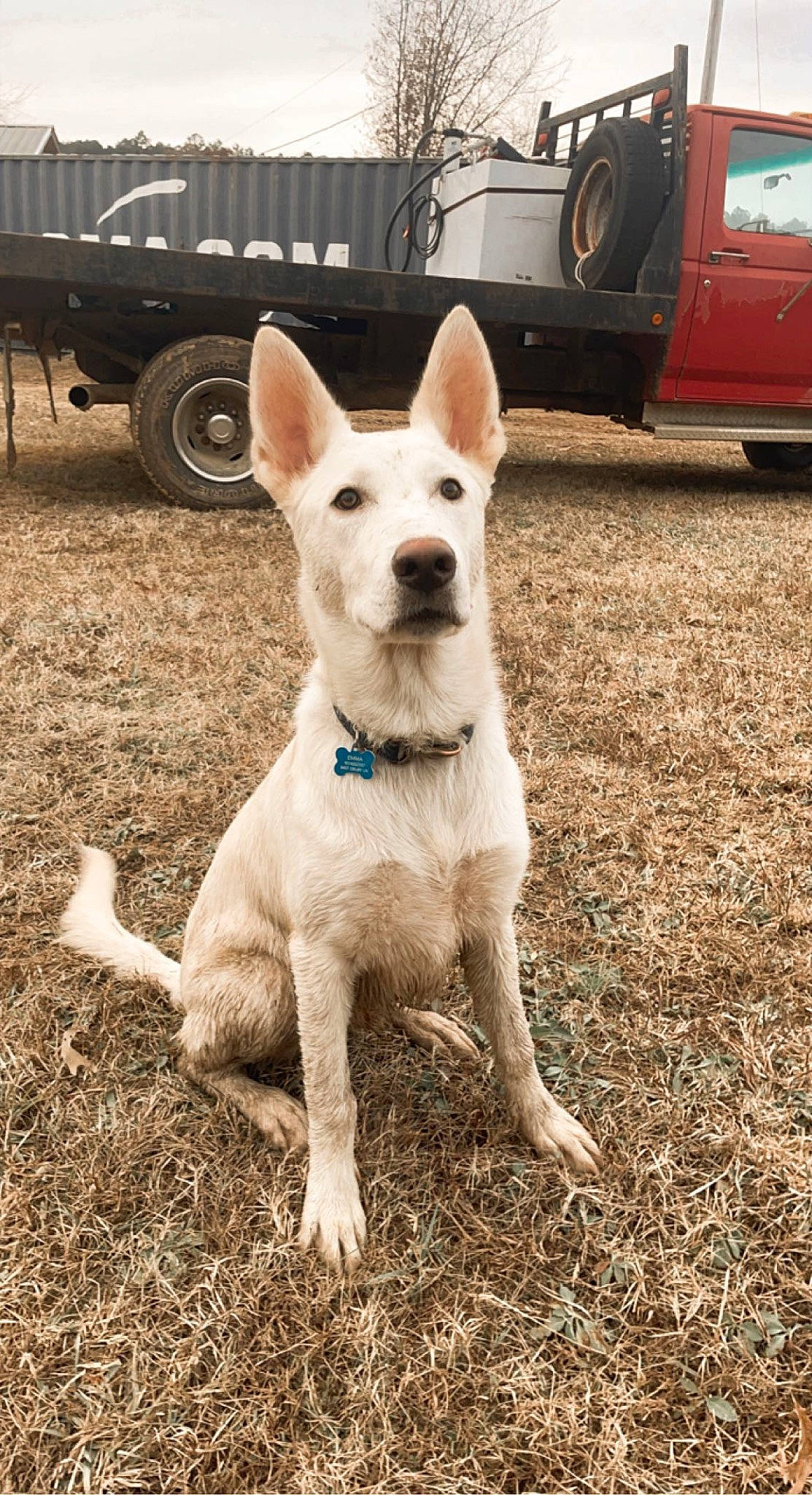 Chief joined the competition — help win amazing prizes! automotive_tire, canidae, carnivore, companion_dog, dog, dog_breed, fawn, grass, landscape, non_sporting_group, pet_supply, snout, sporting_group, tail, tire, vehicle, vehicle_door, wheel, working_animal, working_dog