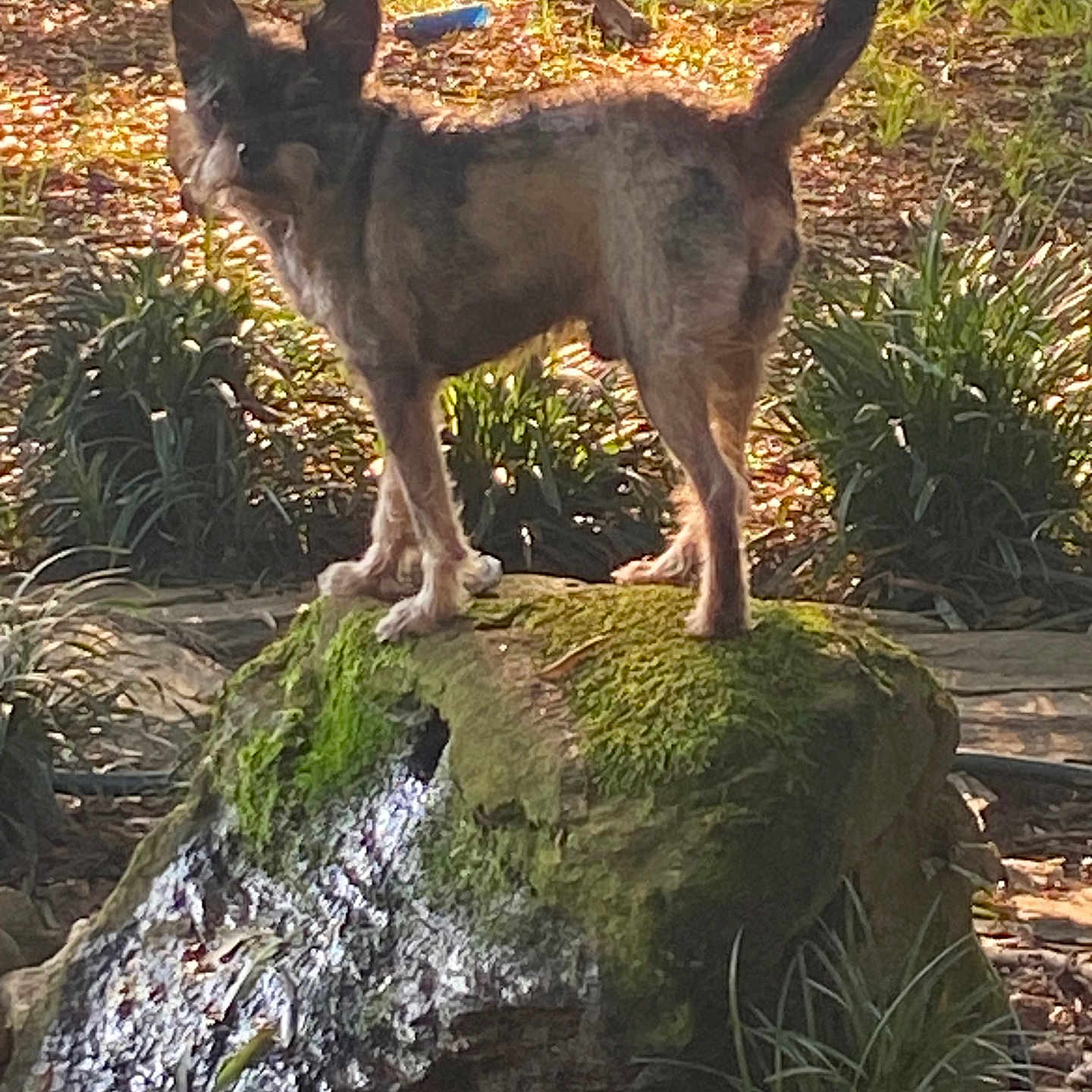 Zeus is registered to the contest to win money with this photo: alert, animal, back_view, canine, daylight, dog, ears, fur, garden, grass, greenery, moss, nature, outdoor, pet, plants, rock, standing, sunlight, tail