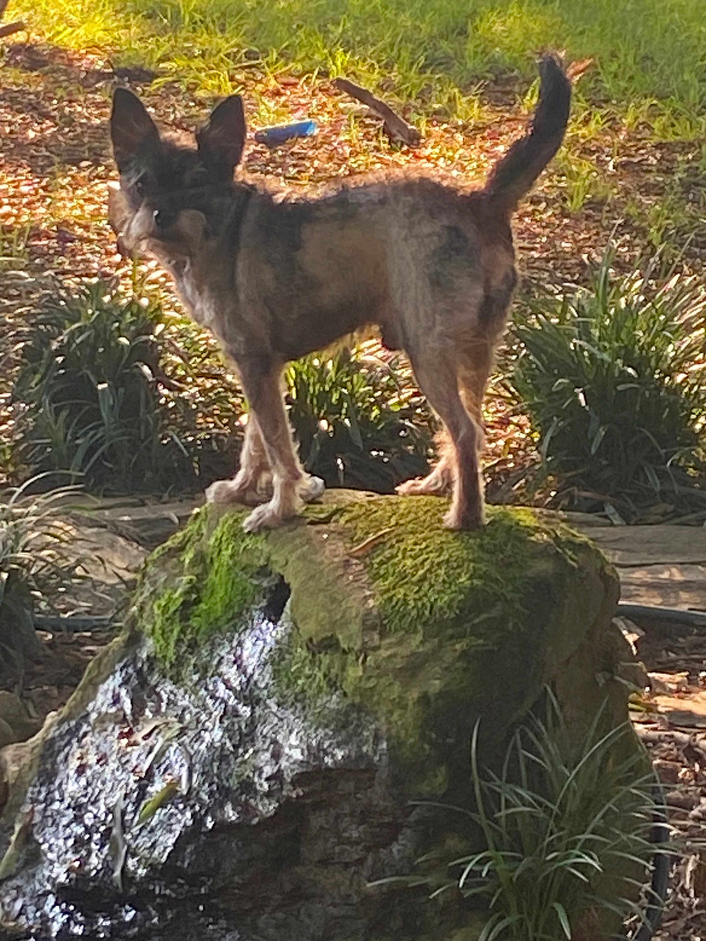 Zeus