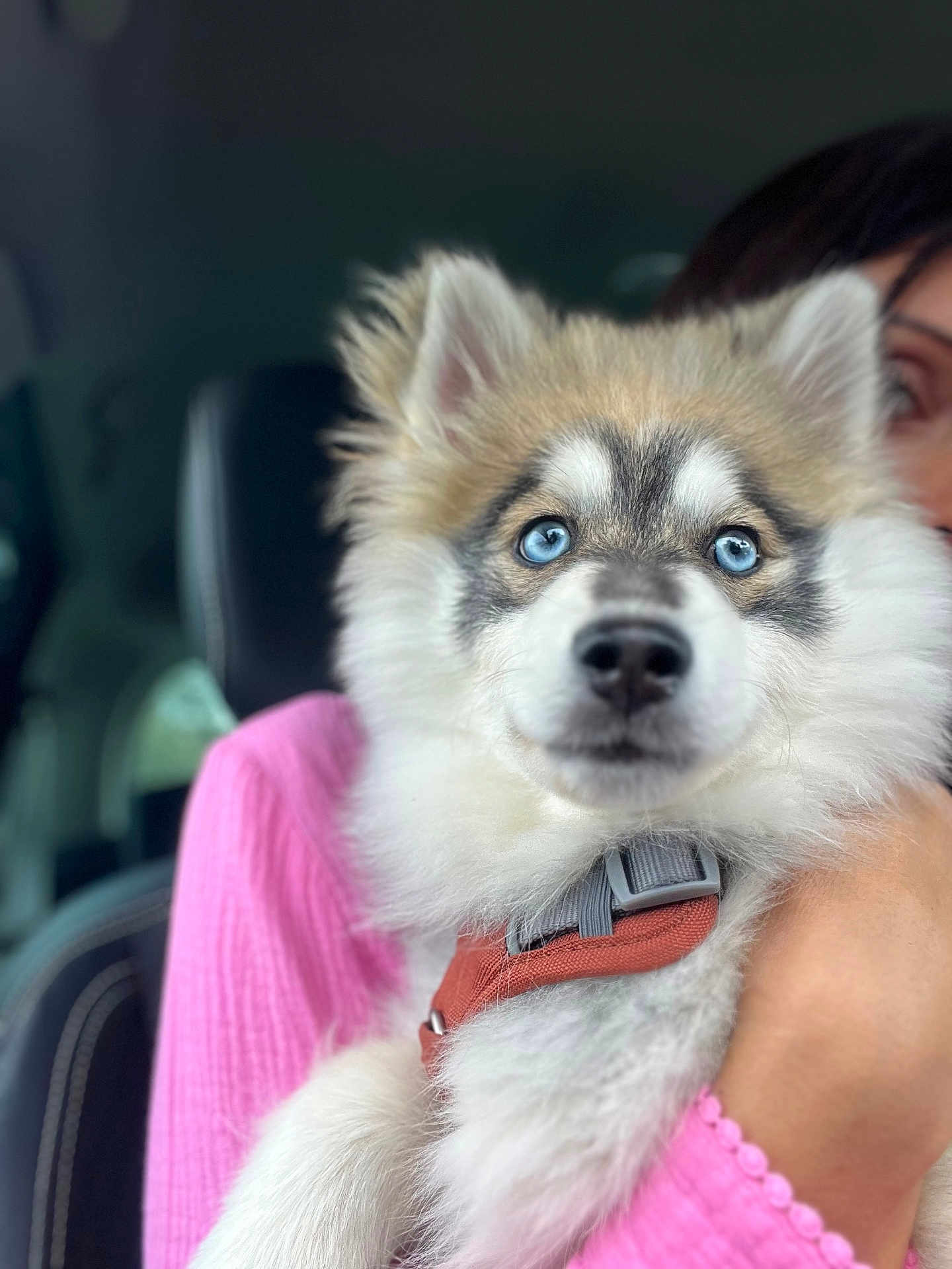 Azur participe au concours pour gagner de l'argent avec cette photo : dog, puppy, blue_eyes, fluffy, pet, animal, person, hand, sweater, pink_clothing, car_interior, seat, seatbelt, collar, closeup, portrait, cute, furry, domestic_animal, companion