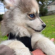 Azur participe au concours pour gagner de l'argent avec cette photo : puppy, dog, blue_eyes, fluffy, fur, outdoor, person, hand, holding, grass, nature, profile, cute, pet, animal, canine, young_dog, collar, sky, daytime