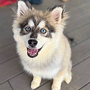 Azur participe au concours pour gagner de l'argent avec cette photo : animal, blue_eyes, blurry_background, canine, close_up, cute, dog, ears, fluffy, fur, happy, indoor, looking_up, pet, puppy, sitting, smiling, tongue, wooden_floor, young_dog