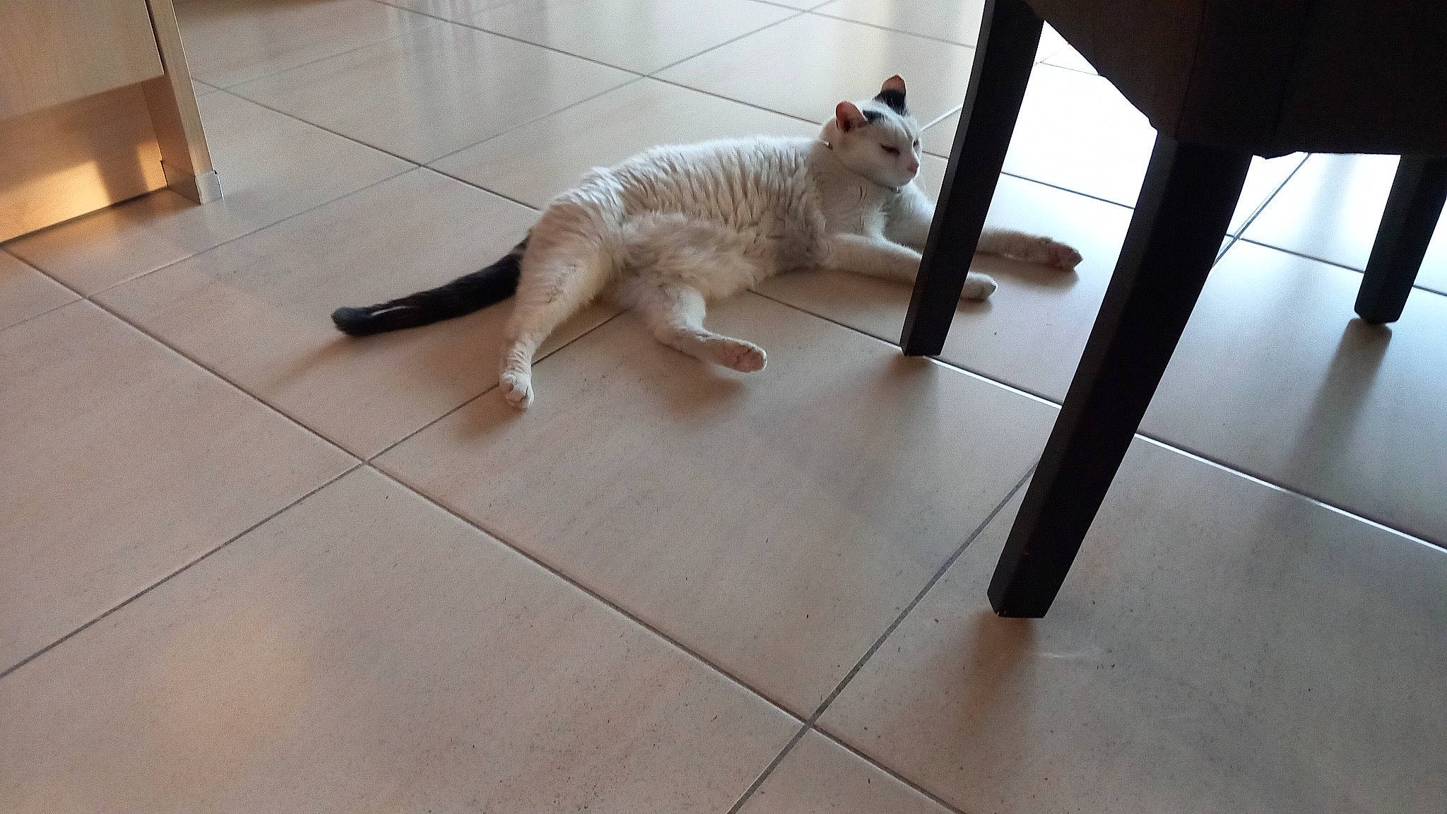 Kitty participe au concours pour gagner de l'argent avec cette photo : carnivore, cat, companion_dog, dog_breed, domestic_short_haired_cat, fawn, felidae, floor, flooring, fur, hardwood, metal, paw, small_to_medium_sized_cats, tail, terrestrial_animal, tile_flooring, whiskers, wood, wood_flooring