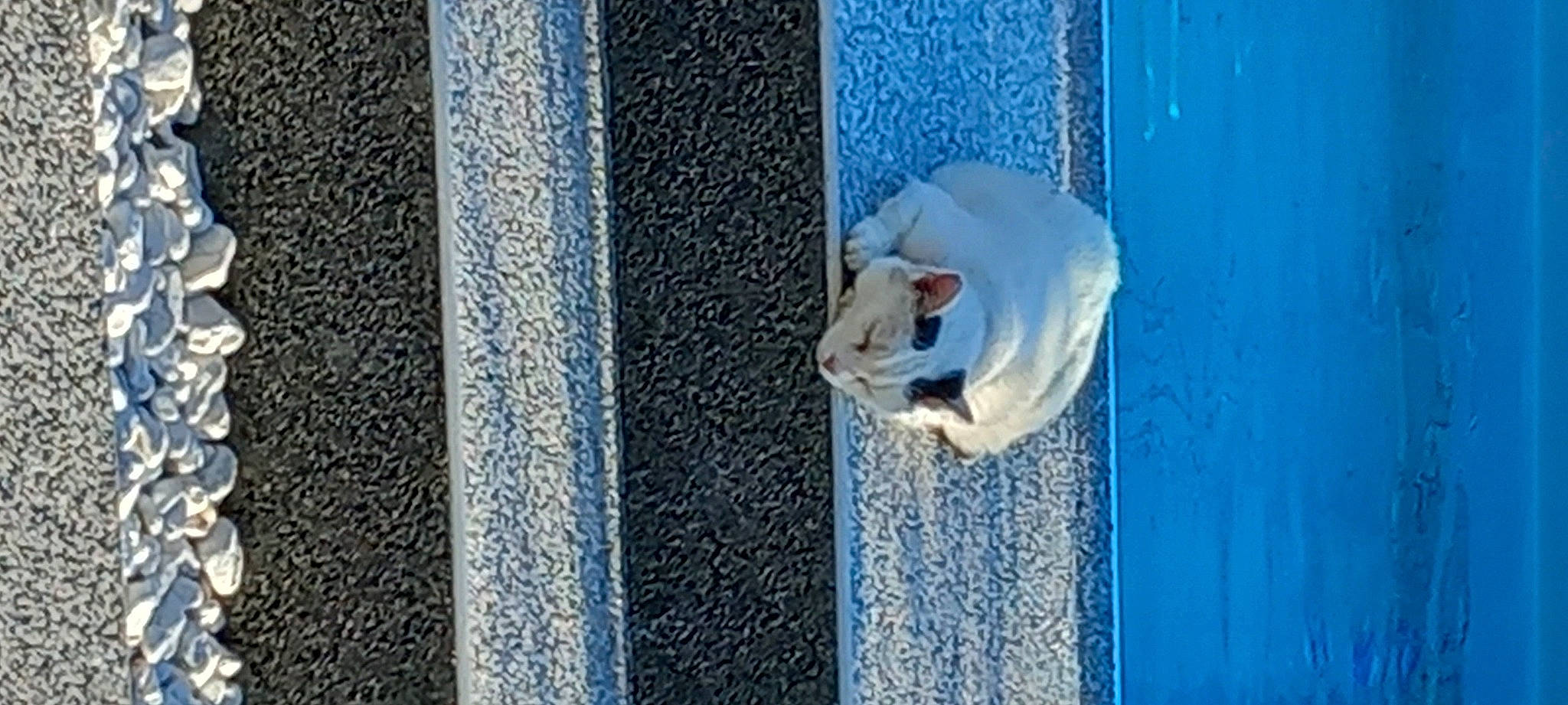 Kitty participe au concours pour gagner de l'argent avec cette photo : azure, blue, carnivore, cat, door, electric_blue, fawn, felidae, fur, grey, pattern, pet_supply, small_to_medium_sized_cats, tail, textile, wall, water, whiskers, window, wood