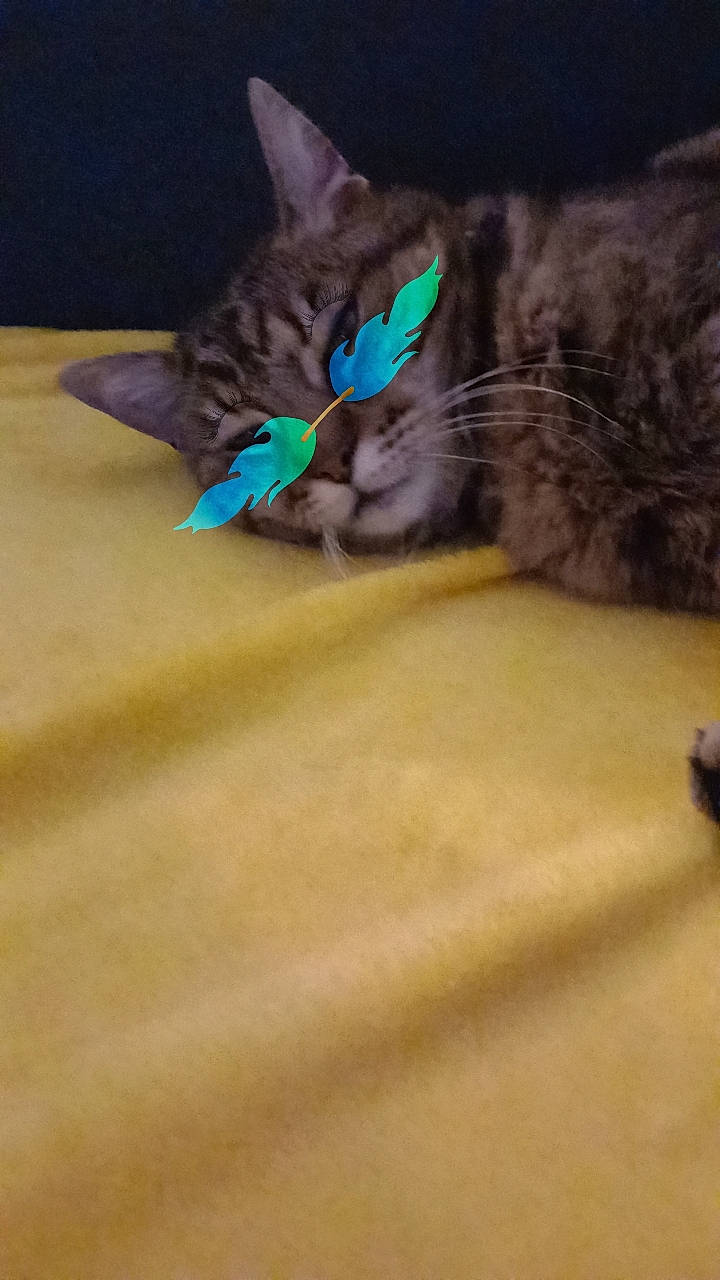 Tigrou participe au concours pour gagner de l'argent avec cette photo : carnivore, cat, cat_toy, claw, comfort, domestic_short_haired_cat, electric_blue, fawn, felidae, flooring, fur, human_leg, paw, small_to_medium_sized_cats, snout, tail, terrestrial_animal, whiskers, wood