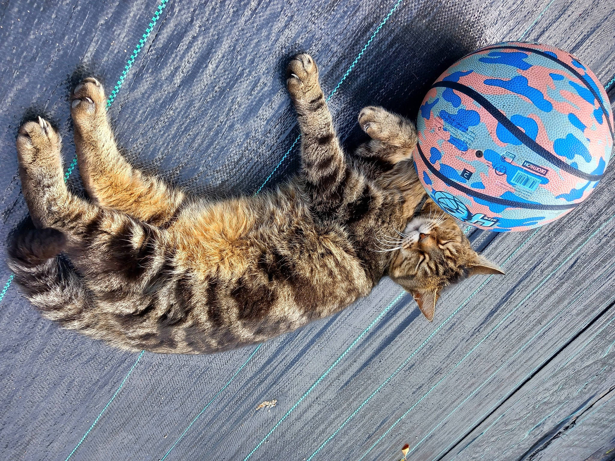 Tigrou a rejoint le concours — aidez-le/la à gagner de superbes lots ! carnivore, cat, circle, claw, domestic_short_haired_cat, felidae, fur, pattern, paw, plant, rope, small_to_medium_sized_cats, tail, terrestrial_animal, thread, whiskers, wood, woolen