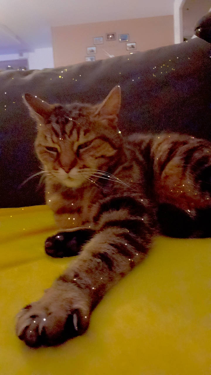 Tigrou a rejoint le concours — aidez-le/la à gagner de superbes lots ! carnivore, cat, claw, domestic_short_haired_cat, eye, fawn, felidae, flooring, foot, fur, gesture, head, human_leg, leg, paw, small_to_medium_sized_cats, snout, tail, toe, whiskers