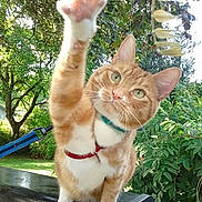 Louie is registered to the contest to win money with this photo: animal, cat, close_up, curious, daylight, feline, garden, greenery, harness, leaf, mammal, nature, orange_cat, outdoor, paw, pet, playful, tree, whiskers, white_paws