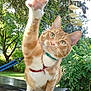 animal, cat, close_up, curious, daylight, feline, garden, greenery, harness, leaf, mammal, nature, orange_cat, outdoor, paw, pet, playful, tree, whiskers, white_paws