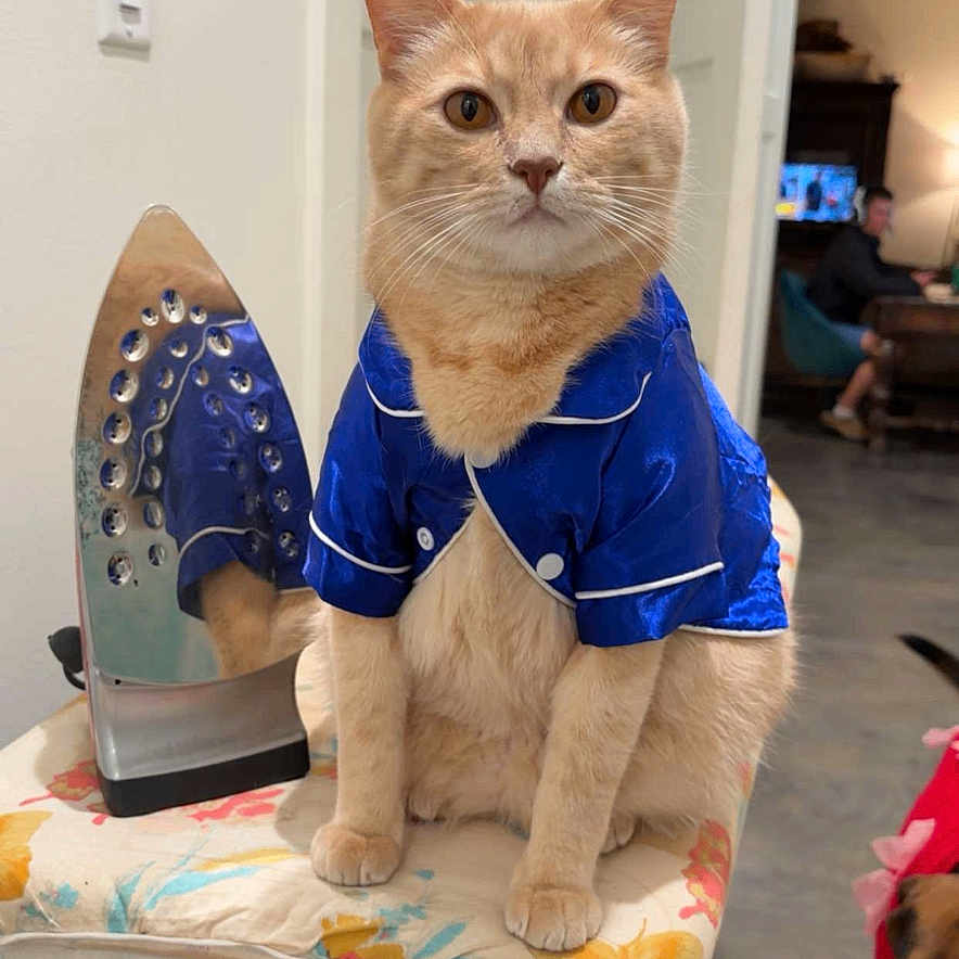Zeus joined the competition — help win amazing prizes! cat, ginger_cat, pet, animal, blue_robe, clothing, sitting, chair, padded_chair, ironing_board, home, indoors, portrait, whiskers, ears, orange_fur, blue, dog, person, household
