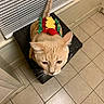 Zeus joined the competition — help win amazing prizes! cat, kitten, cream_cat, hot_dog_costume, pet_costume, animal, feline, portrait, indoor, tile_floor, window_blinds, black_stool, tail, ears, whiskers, amber_eyes, costume, funny, kitchen, pet_photography