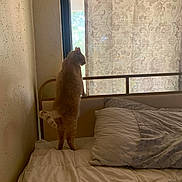 Zeus is registered to the contest to win money with this photo: cat, animal, pet, standing, indoors, bedroom, bed, bedding, pillows, blanket, window, curtain, floral_pattern, sunlight, backlit, home, interior, silhouette, watching, funny_pose