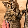 Lucy is registered to the contest to win money with this photo: kitten, cat, tabby, feline, animal, pet, lying_down, belly_up, raised_paw, playful, cute, whiskers, ears, striped_fur, brown_fur, wooden_floor, carpet, human_hand, belly_rub, indoor