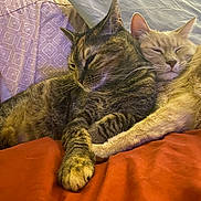 Lucy is registered to the contest to win money with this photo: cats, two_cats, tabby_cat, cream_cat, sleeping, snuggling, cuddling, pets, felines, whiskers, ears, paws, fur, bed, blanket, indoor, cozy, relaxed, warm_lighting, portrait