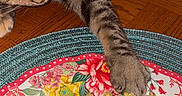 Lucy joined the competition — help win amazing prizes! cat, tabby_cat, sleeping, paw, whiskers, animal, pet, striped_fur, wood_floor, plate, floral_pattern, corn, macaroni, food, dinner, indoor, close_up, resting, funny, photograph