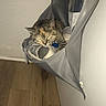 Lucy is registered to the contest to win money with this photo: cat, tabby_cat, sleeping, pet, animal, face, whiskers, ears, fur, striped_fur, hanging_bag, fabric, hammock, indoor, home, wall, wooden_floor, cozy, nap, portrait