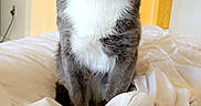 Cooper joined the competition — help win amazing prizes! cat, gray_cat, white_chest, green_eyes, whiskers, ears, sitting, bed, bedroom, blankets, rumpled_bedding, clothing, indoor, portrait, pet, animal, looking_at_camera, serious_expression, warm_lighting, vertical_photo