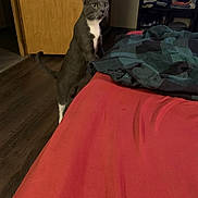 Cooper joined the competition — help win amazing prizes! cat, gray_cat, white_chest, standing, indoors, bedroom, bed, blanket, bedding, wooden_floor, door, closet, clothing, furniture, portrait, animal, pet, alert, whiskers, low_light
