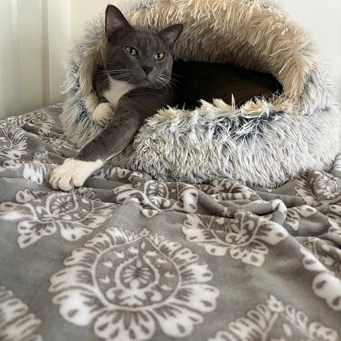 Cooper joined the competition — help win amazing prizes! cat, gray_cat, white_paws, feline, pet, animal, shaggy_bed, cat_bed, cave_bed, blanket, bedroom, indoors, relaxed, lounging, sitting, green_eyes, whiskers, fur, portrait, cozy