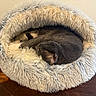 Cooper joined the competition — help win amazing prizes! cats, cat, sleeping, sleepy, pets, animals, pet_bed, fluffy, fur, curled_up, resting, indoors, wooden_table, brown, gray, cream, cozy, relaxed, home, photography