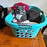 Cooper joined the competition — help win amazing prizes! cat, gray_cat, white_chest, animal, pet, laundry_basket, clothes, red_fabric, turquoise, wooden_table, indoors, portrait, sitting, lying_down, green_eyes, whiskers, ears, fur, household, funny