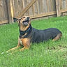 dog, pet, black_and_tan, lying_down, grass, backyard, fence, wooden_fence, outdoor, animal, canine, collar, blue_collar, open_mouth, smiling, teeth, portrait, greenery, garden, daylight