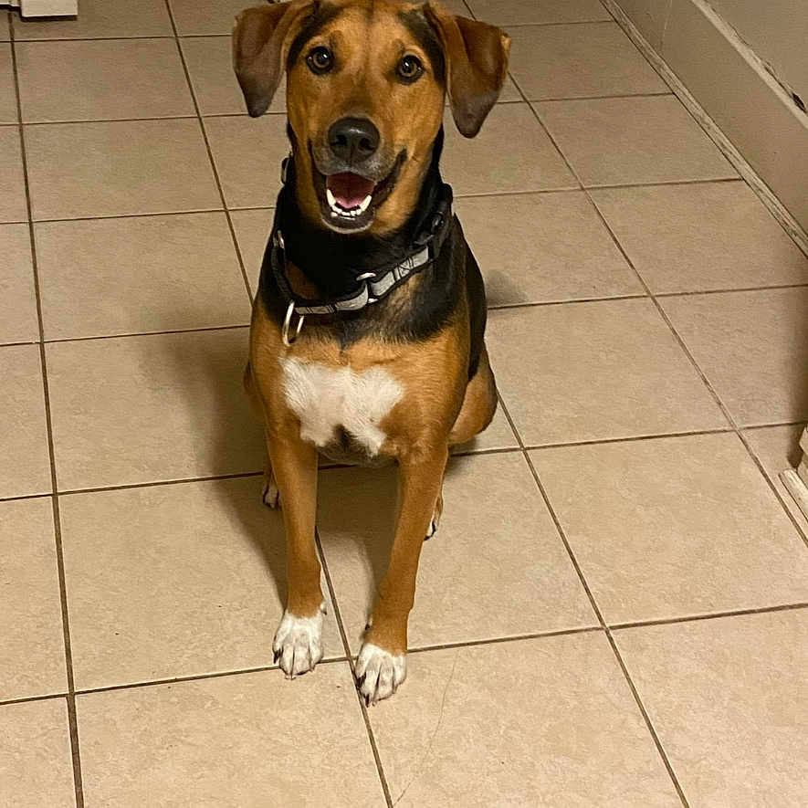 Nevaeh Marie is registered to the contest to win money with this photo: dog, pet, sitting, smiling, indoors, tile_floor, hallway, home, brown_fur, black_fur, white_chest, white_paws, collar, harness, floppy_ears, short_hair, front_facing, looking_at_camera, portrait, domestic_animal