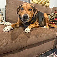 Nevaeh Marie joined the competition — help win amazing prizes! dog, pet, canine, tan_coat, black_coat, white_paws, floppy_ears, brown_eyes, indoors, living_room, armchair, couch, cushions, blanket, rug, lounging, sitting, portrait, cozy, home_decor