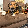 dog, pet, canine, tan_coat, black_coat, white_paws, floppy_ears, brown_eyes, indoors, living_room, armchair, couch, cushions, blanket, rug, lounging, sitting, portrait, cozy, home_decor