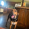 Nevaeh Marie is registered to the contest to win money with this photo: dog, hound, black_and_tan, open_mouth, smiling, happy, standing, collar, indoors, kitchen, home, cabinets, refrigerator, wood_floor, wood_furniture, window, sunlight, portrait, pet, animal