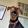 Nevaeh Marie is registered to the contest to win money with this photo: dog, canine, brown_fur, black_fur, open_mouth, teeth, fangs, floppy_ears, pink_collar, portrait, close_up, indoors, home, wall, window, door, picture_frame, funny, playful, animal