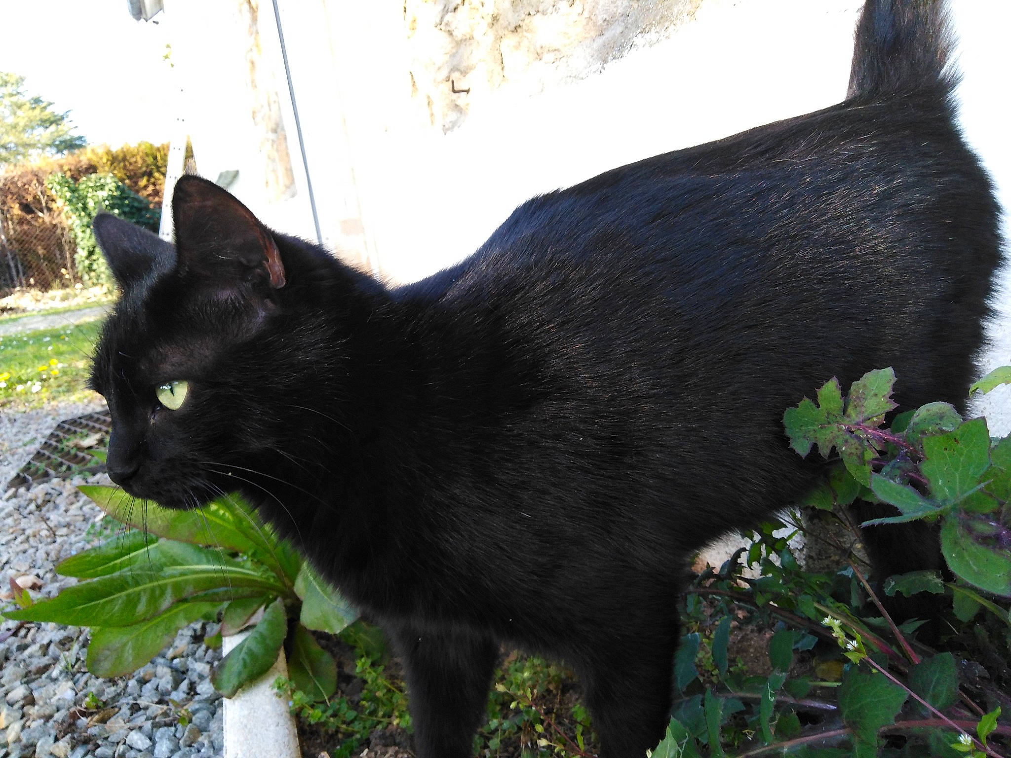 Bill a rejoint le concours — aidez-le/la à gagner de superbes lots ! annual_plant, black_cat, bombay, carnivore, cat, felidae, fur, grass, grass_family, groundcover, herbaceous_plant, mammal, organism, shadow, small_to_medium_sized_cats, snout, tail, terrestrial_animal, vertebrate, whiskers