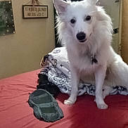 Mister joined the competition — help win amazing prizes! dog, white_dog, bed, blanket, fan, indoor, pet, furniture, household_items, wall_decor, fridge, red_bedspread, canine, collar, room, curtain, sitting, cute, domestic, cozy