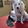 dog, white_dog, bed, blanket, fan, indoor, pet, furniture, household_items, wall_decor, fridge, red_bedspread, canine, collar, room, curtain, sitting, cute, domestic, cozy