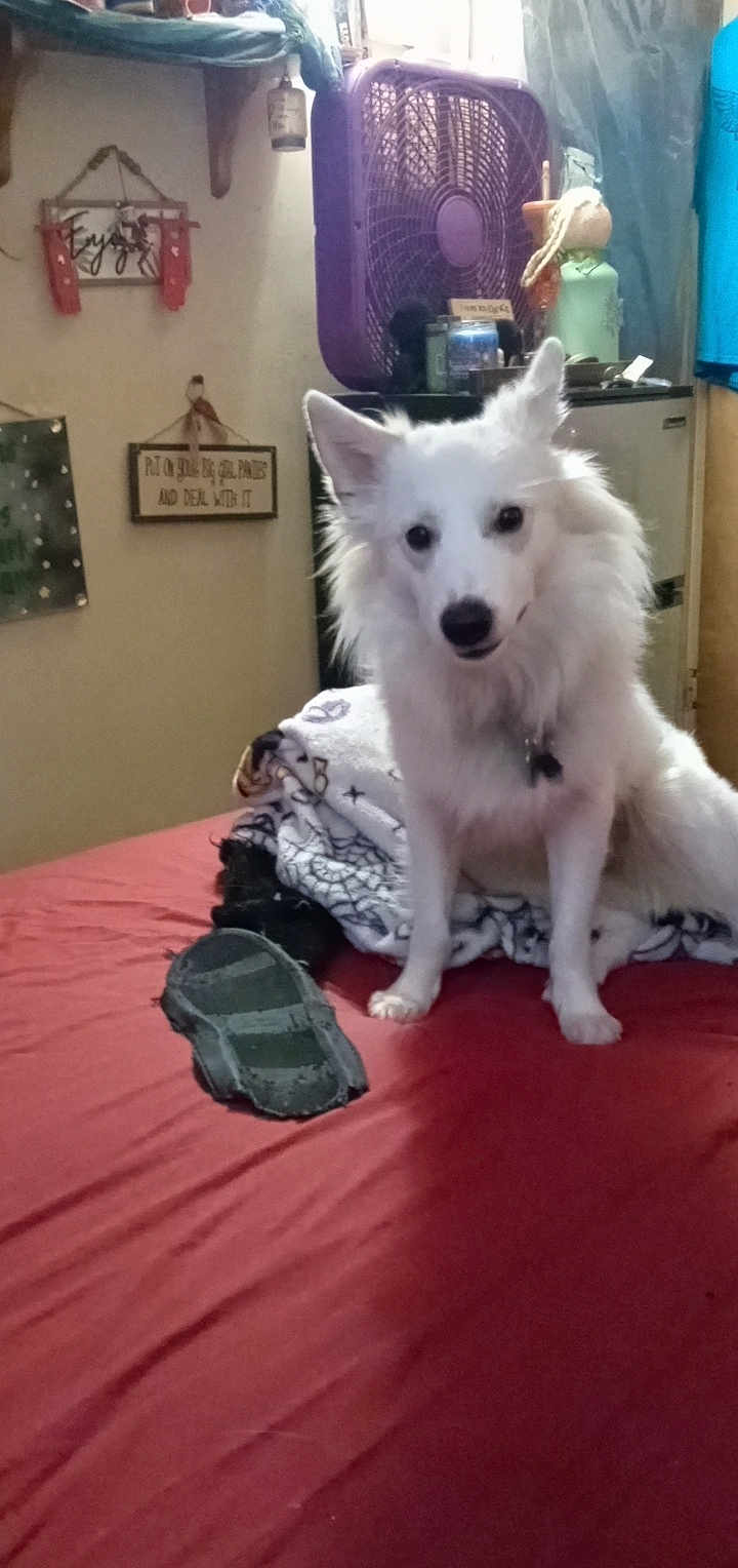 Mister joined the competition — help win amazing prizes! dog, white_dog, bed, blanket, fan, indoor, pet, furniture, household_items, wall_decor, fridge, red_bedspread, canine, collar, room, curtain, sitting, cute, domestic, cozy