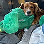 Mr.sir is registered to the contest to win money with this photo: dog, sleepy, plush_toy, green, stuffed_animal, car_interior, blanket, resting, cozy, pet, fur, canine, comfort, soft, toy_damage, nose, paw, window, seat, relaxed