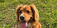 Mr.sir joined the competition — help win amazing prizes! dog, golden_brown, sitting, tongue_out, happy, grass, outdoor, nature, water, sky, cloudy, greenery, pet, animal, canine, fur, daylight, smiling, field, natural_light