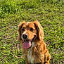 dog, golden_brown, sitting, tongue_out, happy, grass, outdoor, nature, water, sky, cloudy, greenery, pet, animal, canine, fur, daylight, smiling, field, natural_light