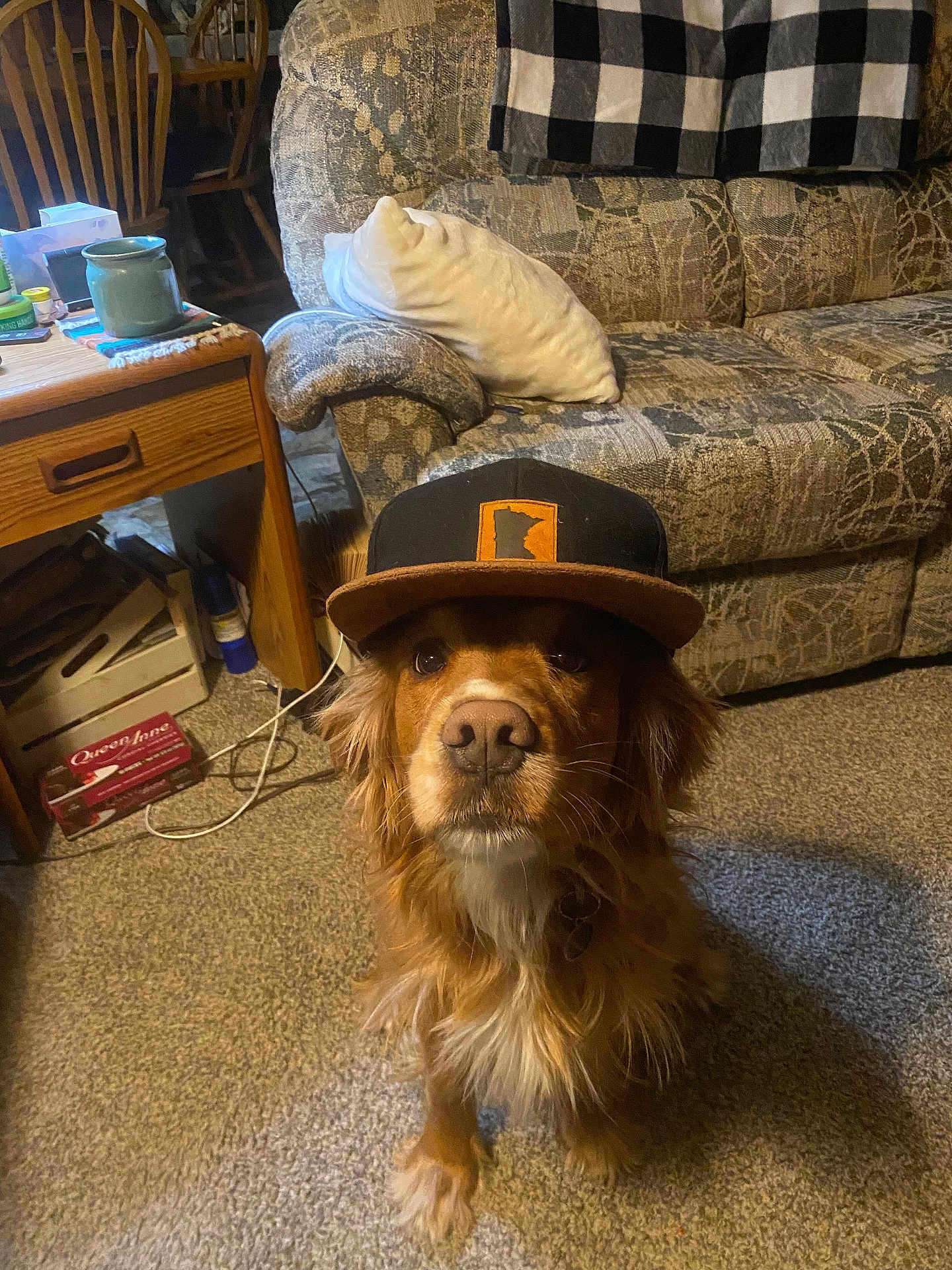 Mr.sir is registered to the contest to win money with this photo: dog, cap, carpet, couch, pillow, blanket, table, wooden_chair, living_room, pet, brown_fur, indoor, floor, furniture, household_items, animal, sitting, looking_up, cozy, hat
