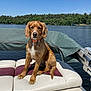 dog, golden_retriever, puppy, boat, lake, water, outdoor, nature, trees, sky, sunny, pet, animal, collar, leisure, vacation, summer, relaxing, canine, portrait