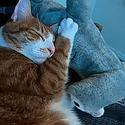 Chester joined the competition — help win amazing prizes! cat, orange_cat, white_cat, sleeping, plush_toy, shark_plush, indoor, cozy, pet, feline, cute, resting, animal, soft_toy, snuggling, relaxed, fur, close_up, bed, comfort