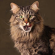Buddy The Cat is registered to the contest to win money with this photo: cat, fluffy, green_eyes, tongue_out, playful, closeup, portrait, animal, pet, whiskers, feline, fur, brown, tabby, indoor, cute, alert, expression, mammal, looking
