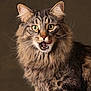 cat, fluffy, green_eyes, tongue_out, playful, closeup, portrait, animal, pet, whiskers, feline, fur, brown, tabby, indoor, cute, alert, expression, mammal, looking