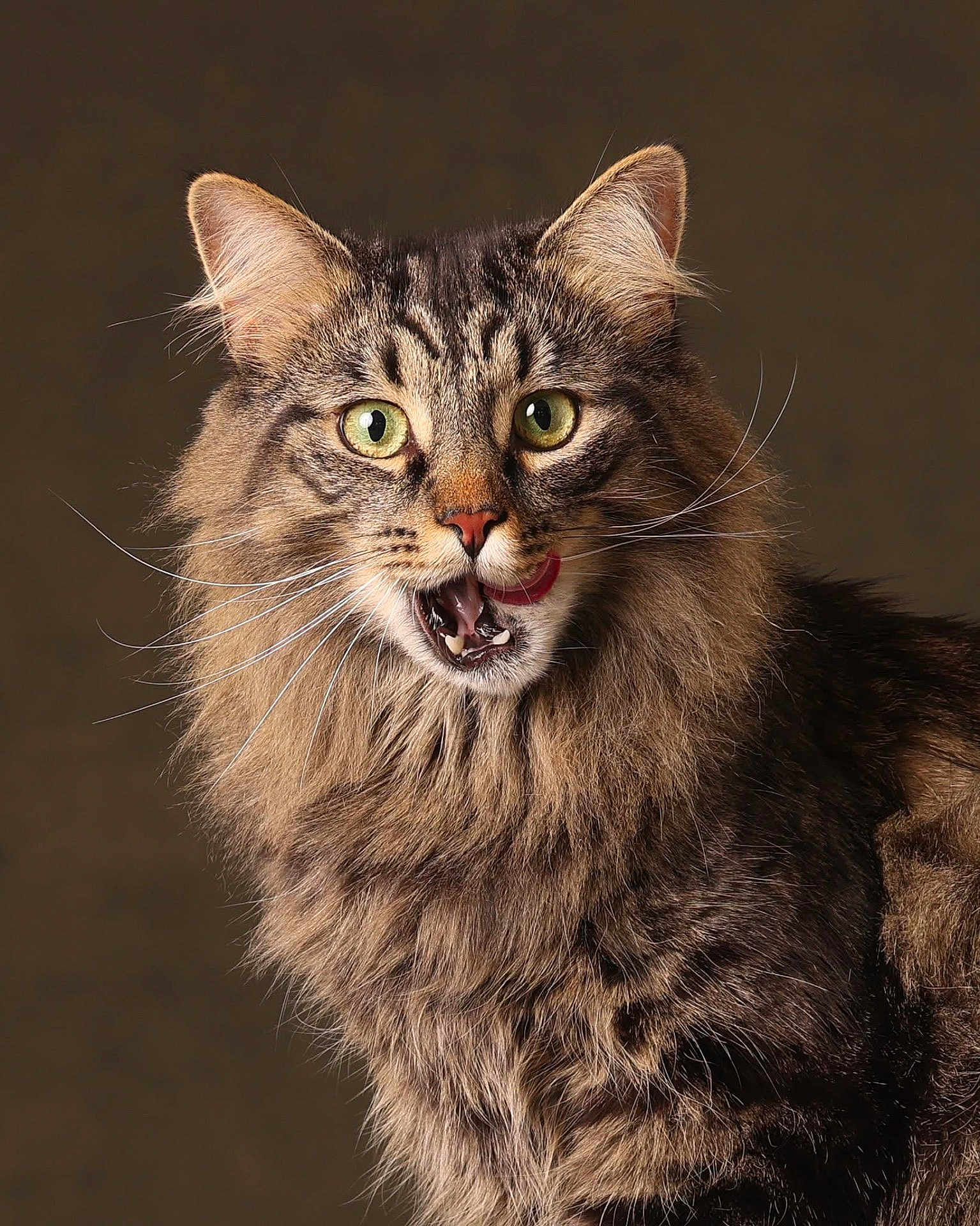 Buddy The Cat