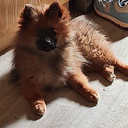Aika participe au concours pour gagner de l'argent avec cette photo : dog, indoor, floor, shoes, wooden_cabinet, brown, fluffy, pet, relaxed, paw, light, shadow, home, animal, fur, resting, companion, cute, cozy, laying_down