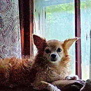 Yota joined the competition — help win amazing prizes! dog, window, curtain, couch, pet, indoor, fluffy, relaxed, natural_light, ears, brown, white_paw, furniture, resting, domestic_animal, portrait, home, cozy, animal, companion