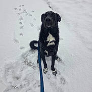 Anubis joined the competition — help win amazing prizes! dog, black_dog, snow, winter, leash, harness, paw_prints, outdoor, pet, animal, sitting, white_markings, fur, cold, nature, playful, cute, canine, winter_clothing, snowy_ground
