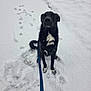 dog, black_dog, snow, winter, leash, harness, paw_prints, outdoor, pet, animal, sitting, white_markings, fur, cold, nature, playful, cute, canine, winter_clothing, snowy_ground