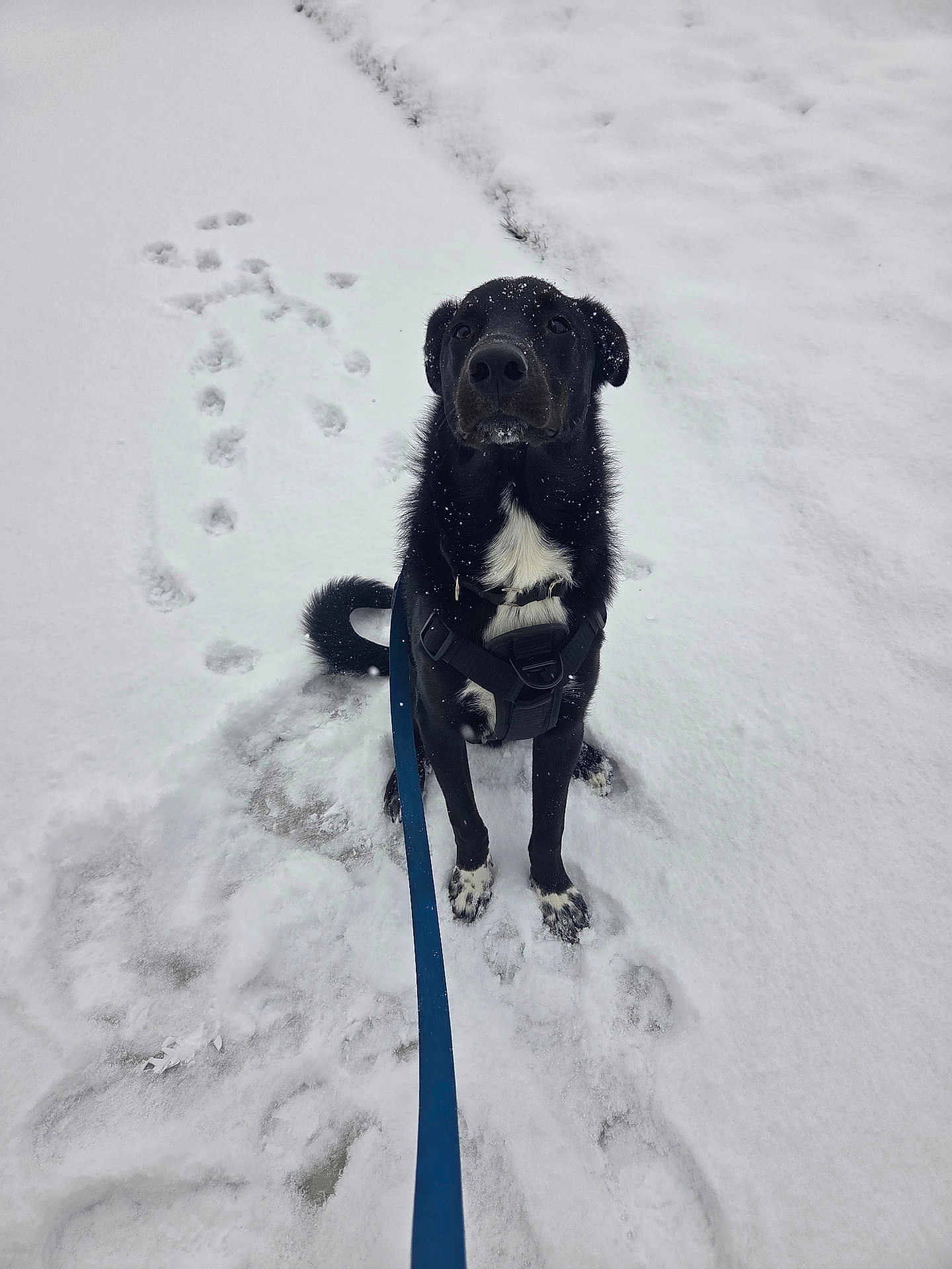 Anubis joined the competition — help win amazing prizes! dog, black_dog, snow, winter, leash, harness, paw_prints, outdoor, pet, animal, sitting, white_markings, fur, cold, nature, playful, cute, canine, winter_clothing, snowy_ground
