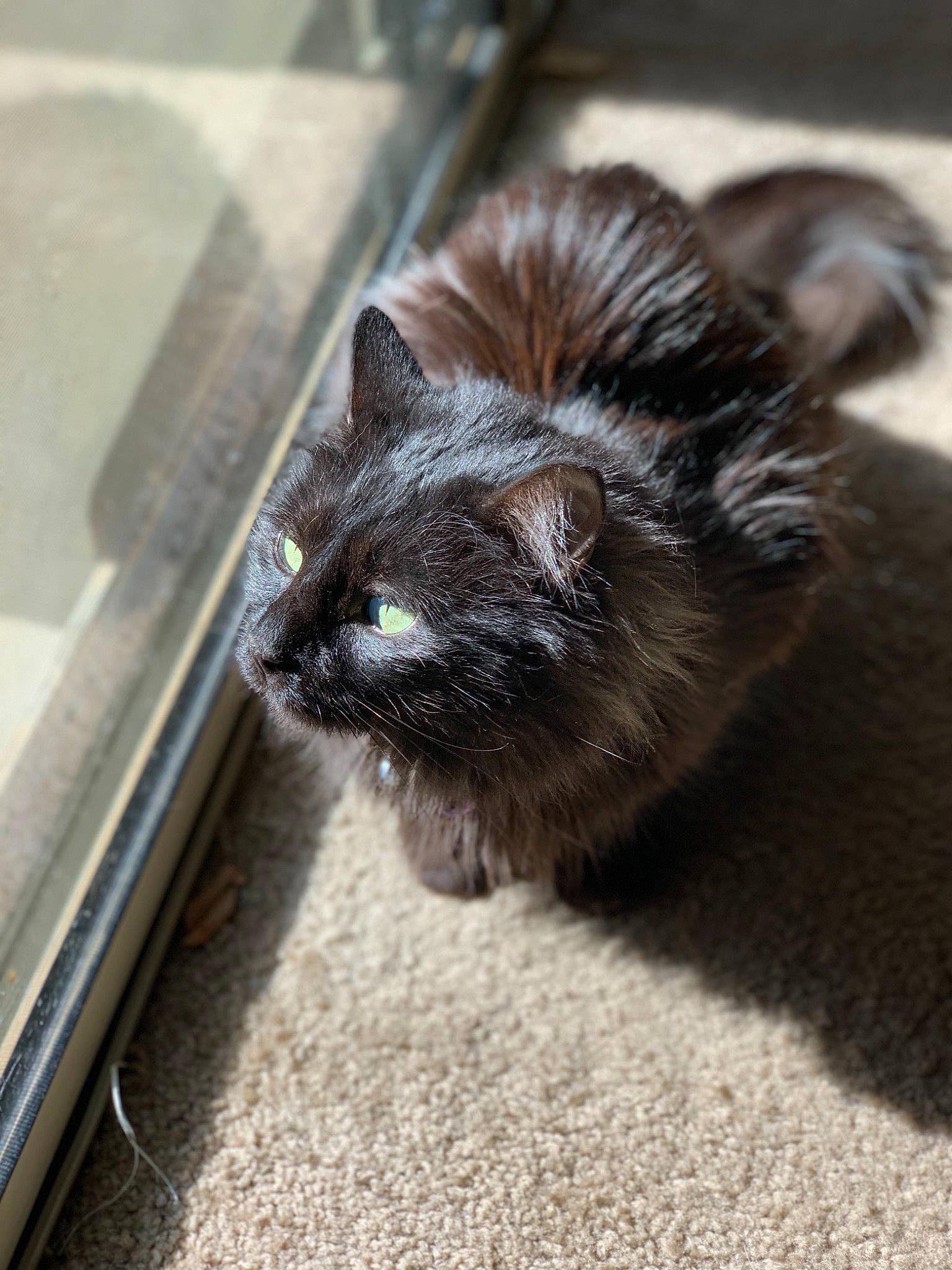 Anakin is registered to the contest to win money with this photo: black_cat, bombay, carnivore, cat, claw, domestic_short_haired_cat, felidae, flooring, fur, grey, paw, small_to_medium_sized_cats, snout, tail, terrestrial_animal, whiskers, wildlife, window